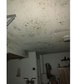 mould removal