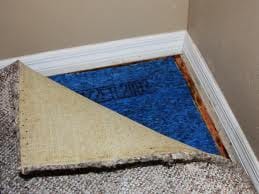 Mould Auckland carpet cleaner steam n dry