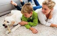 Carpet Encapsulated Dry Powder Auckland