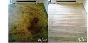 dirty carpet health risk