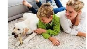 Rug cleaning Auckland